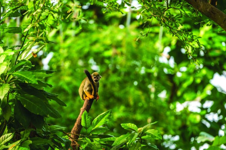 edu costa rica squirrel monkey in rainforest