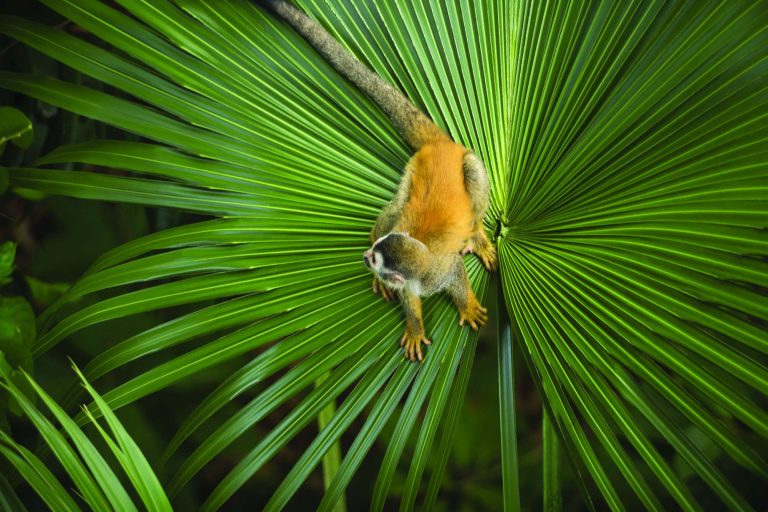 edu costa rica squirrel monkey on leaf