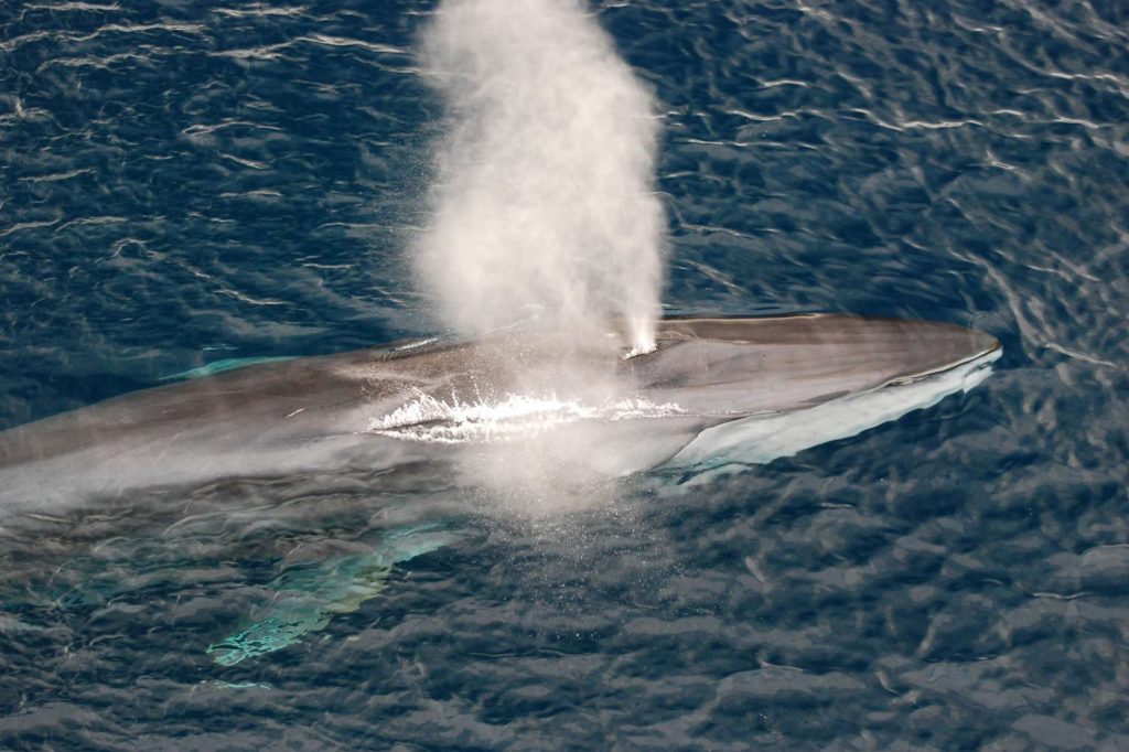 edu responsible travel fin whale