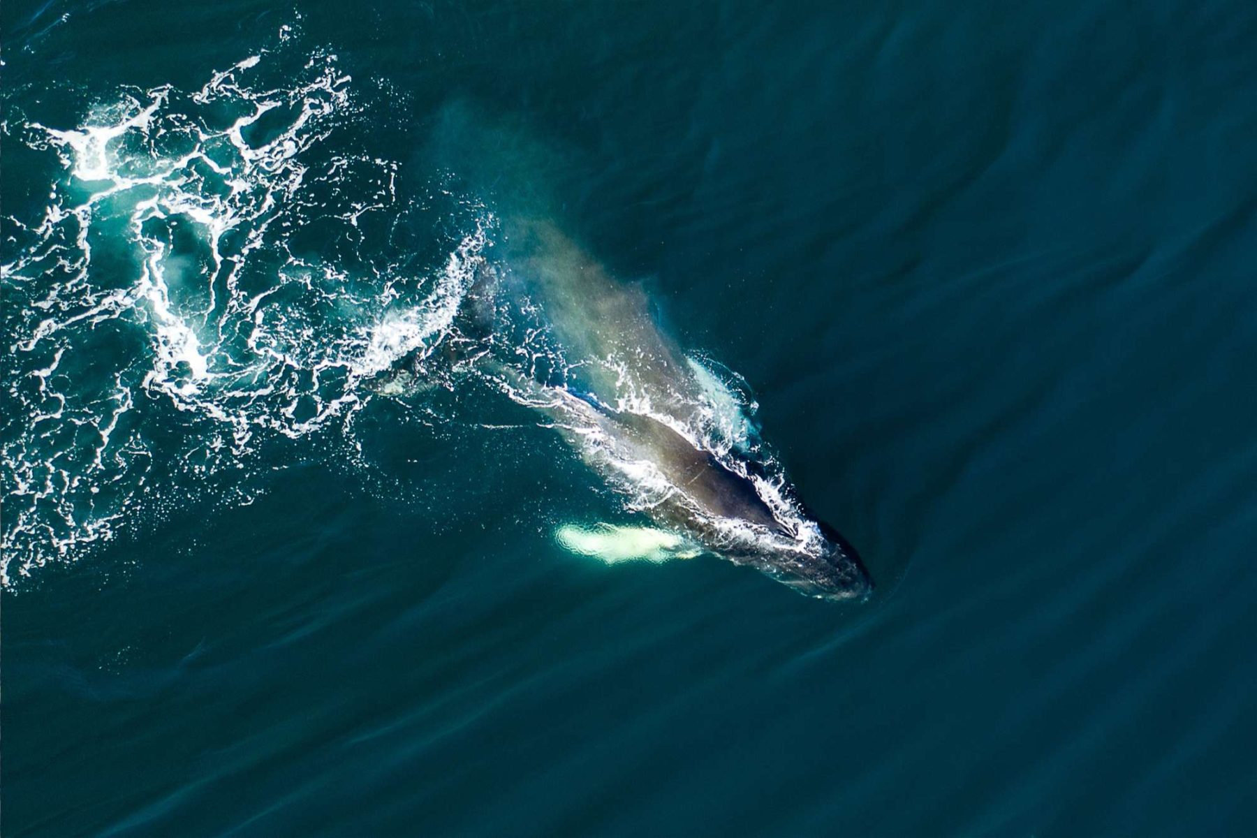 edu responsible travel humpback whale
