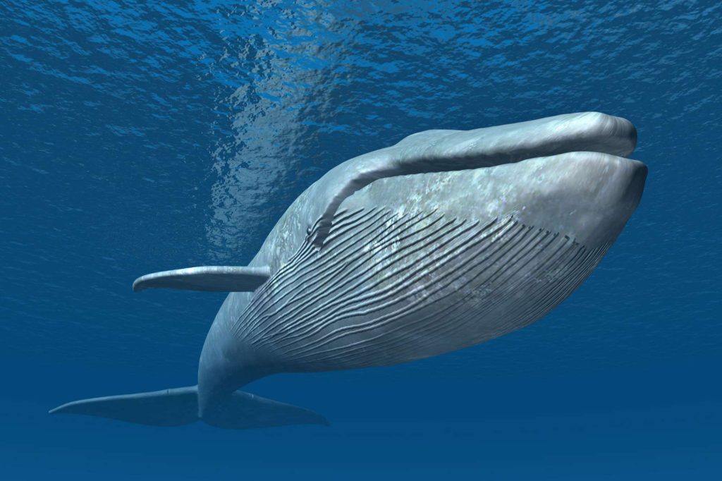 edu responsible travel humpback whale breaching