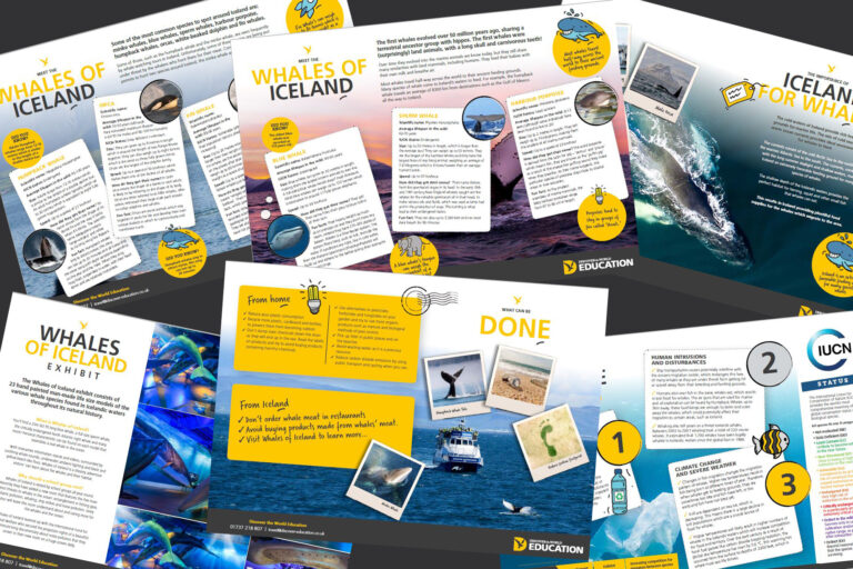 edu whales of iceland resource
