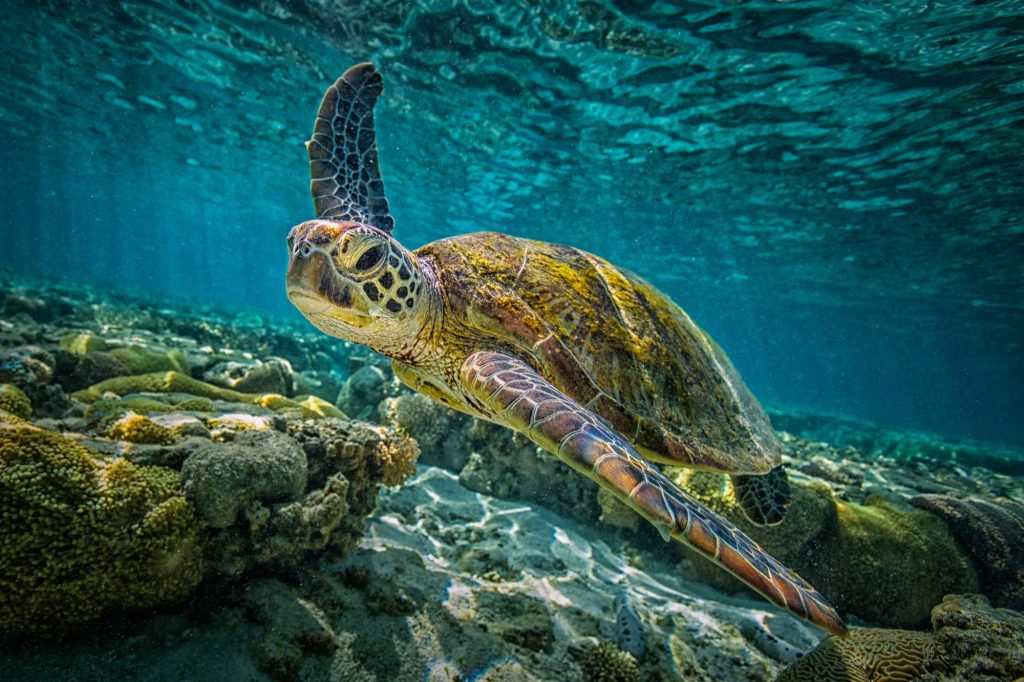 australia great barrier reef green turtle istk