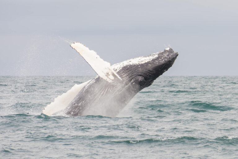 iceland humpback whale breaching eyjafjordur istk