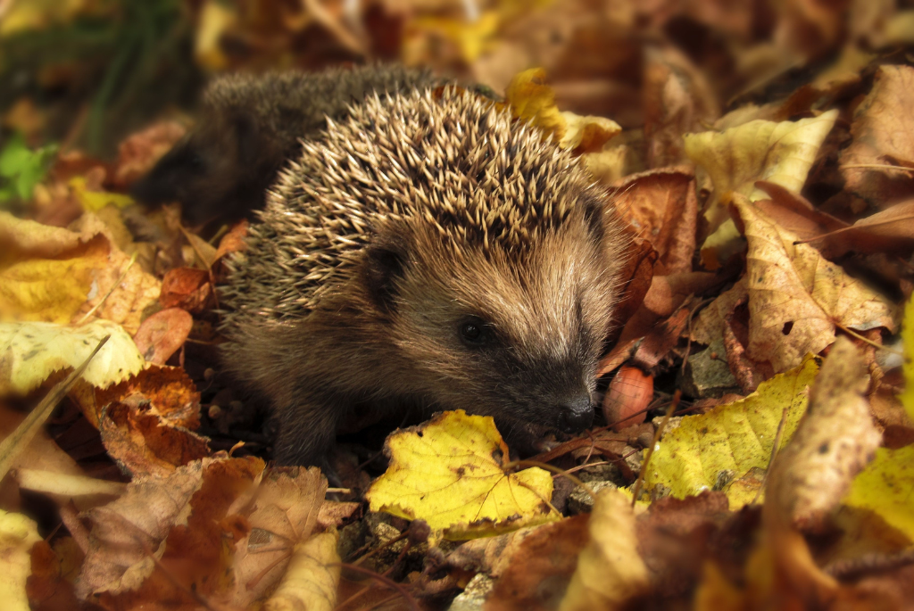 Picture of a hedgehog sitting amongst leaves in a forest