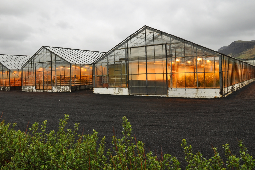 Picture of Fridheimar Greenhouses in Iceland lit up from inside