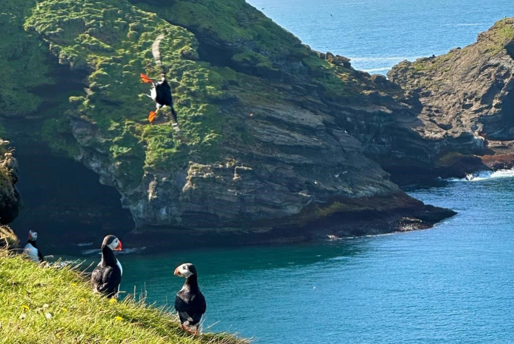 Picture of Heimaey in the Westman Islands in Iceland showing puffins flying on a cliff above the sea
